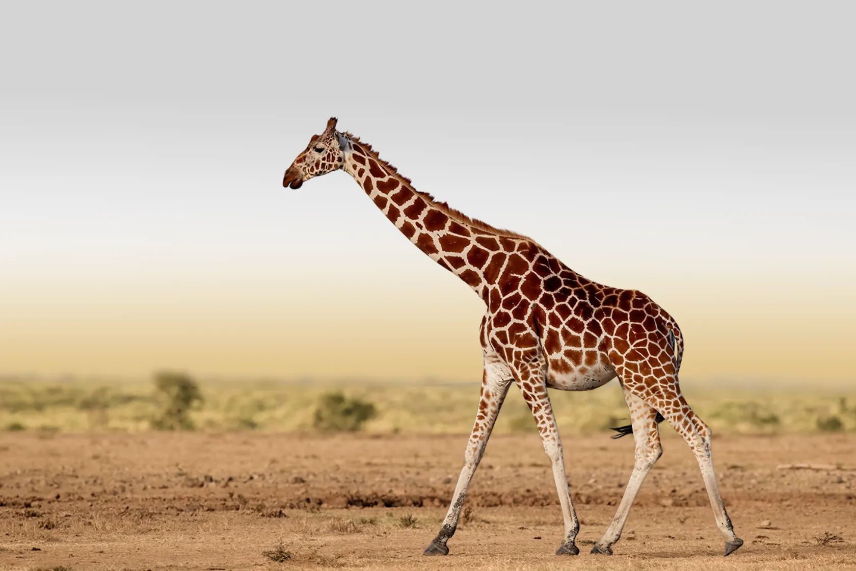 1 Day Arusha National Park Tour