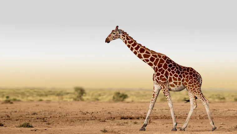 1 Day Arusha National Park Tour