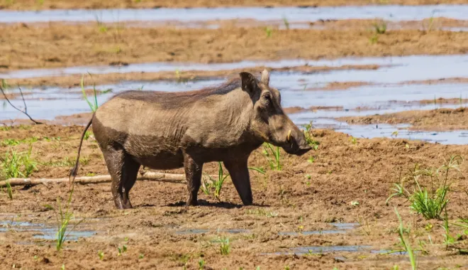 The Mud-Loving Warthogs