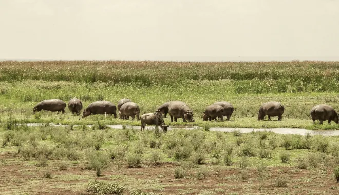 The Hippo Pool Gathering