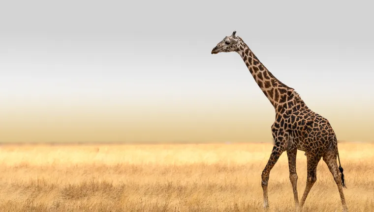1 Day Safari Lake Manyara National Park