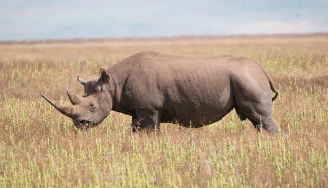 Sanctuary of the Black Rhino