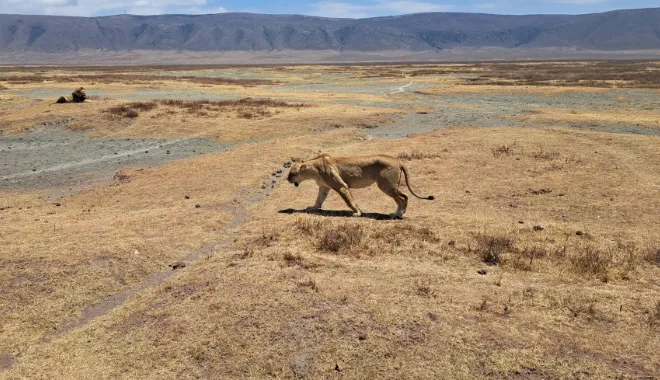 Big Five Safari