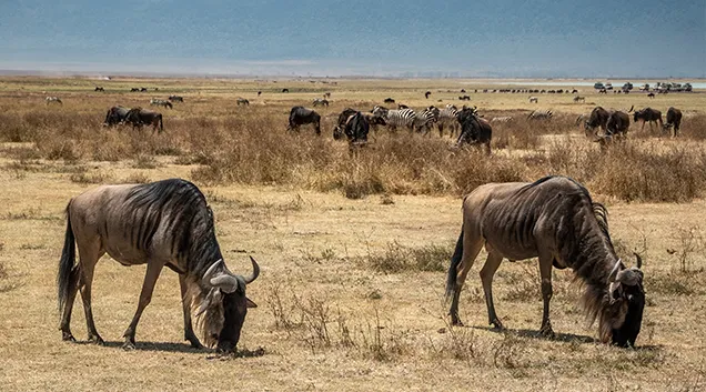 Tanzania Safari