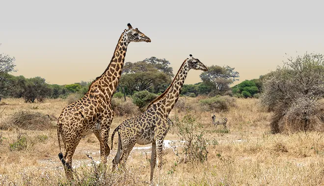 The Graceful Giants of the Bush