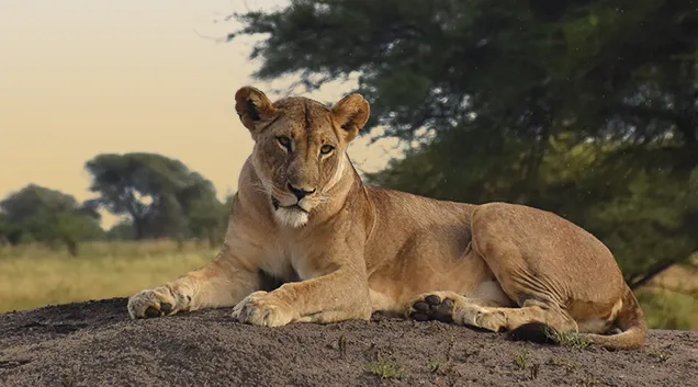 Tanzania Safari