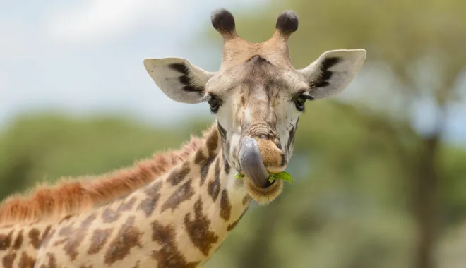 Wildlife Safari