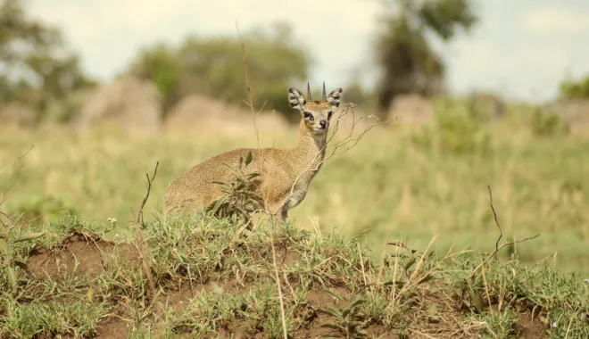 Big Five Safari