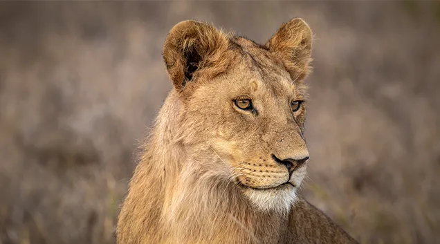 Tanzania Safari