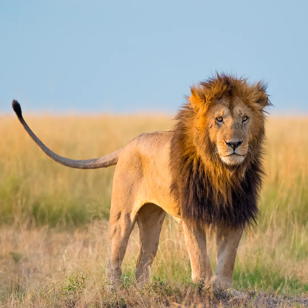 Tanzania Attractions
