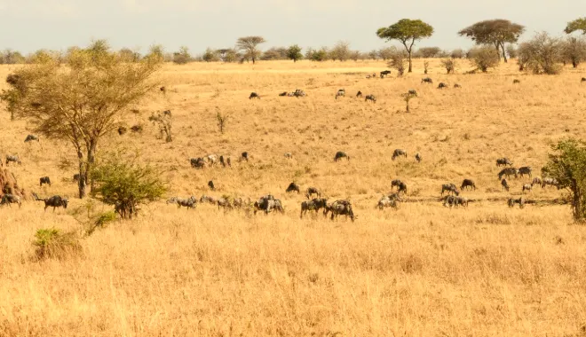 Endless Plains and Big Cats