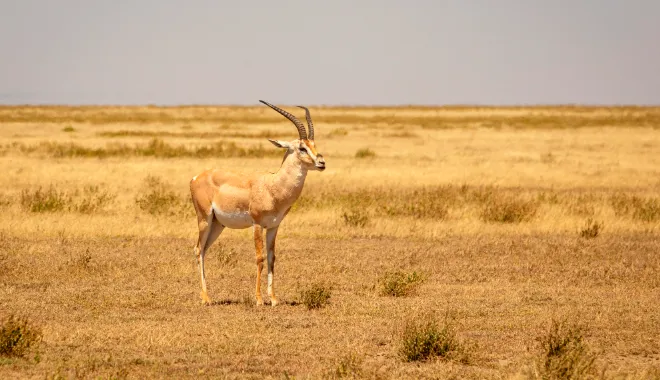 Open Skies & Elegant Gazelles