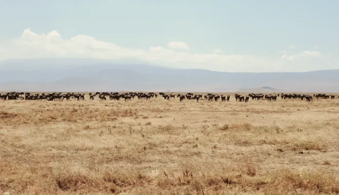 The Great Migration Journey