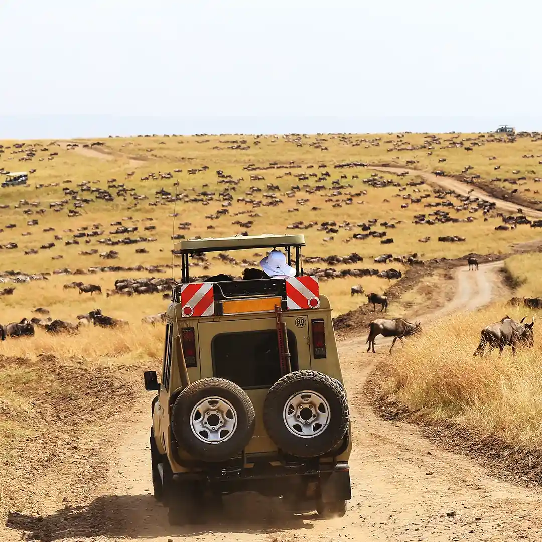 3 Days Serengeti & Ngorongoro