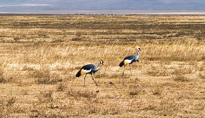 Birding Safari