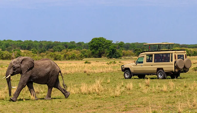 Big Five Safari