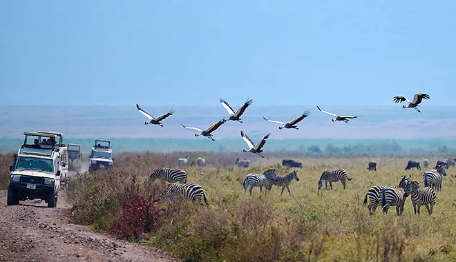Wildlife Encounters