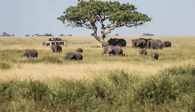 Game Drives