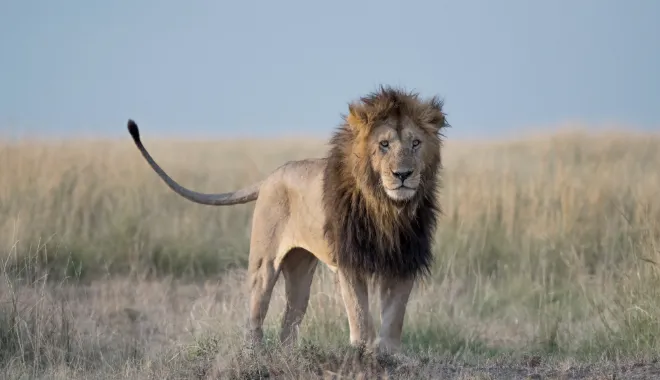 The King of the Savannah