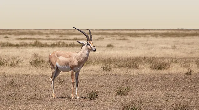 Serengeti Wildlife