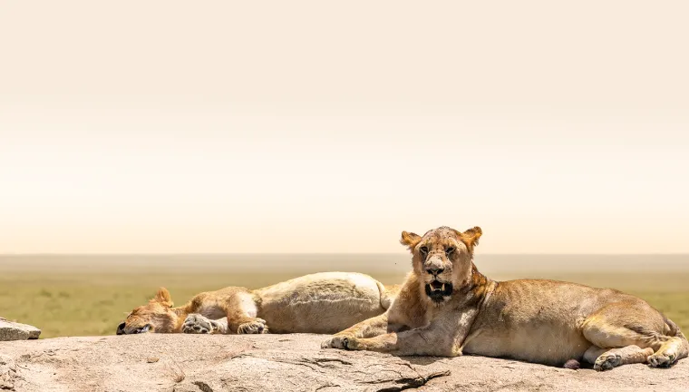 4 Days ( Serengeti / Ngorongoro crater)