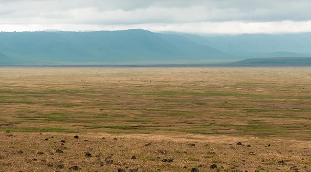Tanzania Game Drive Safari