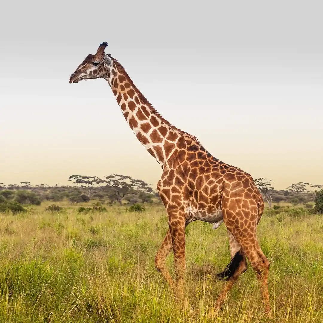Best time to visit Kilimanjaro