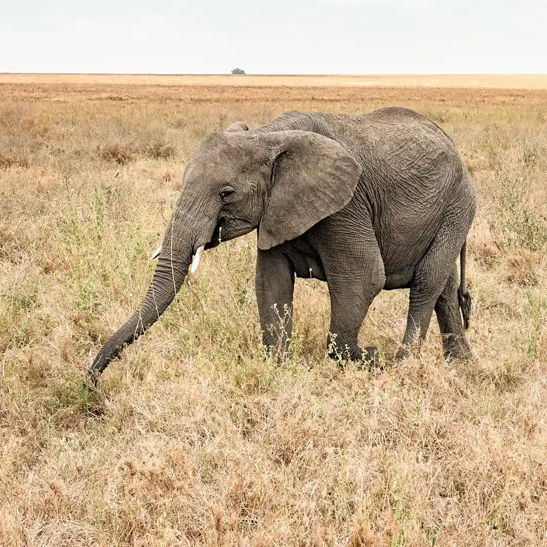 Tanzania Attractions