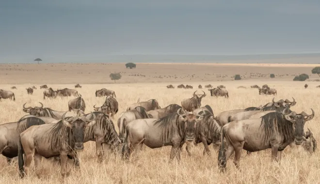 The Rhythm of the Savanna