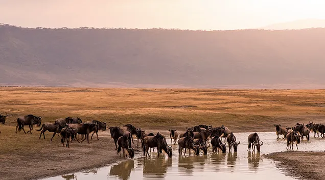 Tanzania Safari