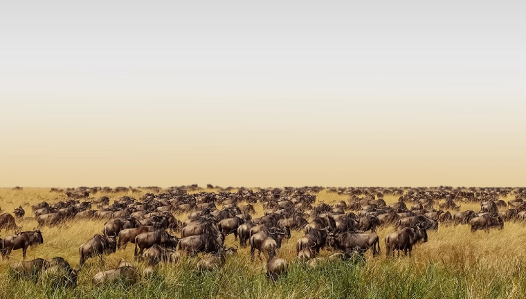 5 Days Migration Safari In Tanzania