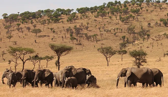 The Land of Giants and Baobabs