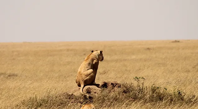 Tanzania Safari