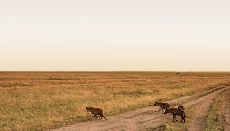 6 Days Migration Safari In Tanzania