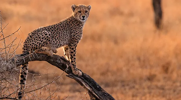 Tanzania Safari