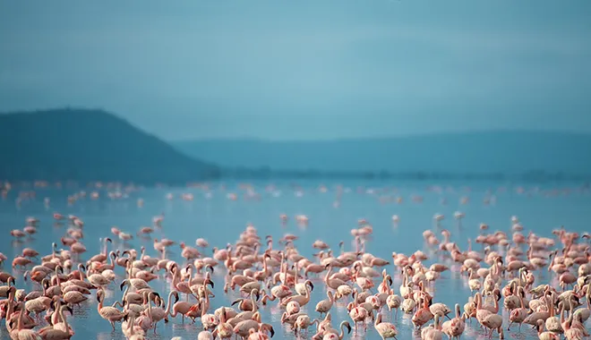 The Pink Sea of Flamingos