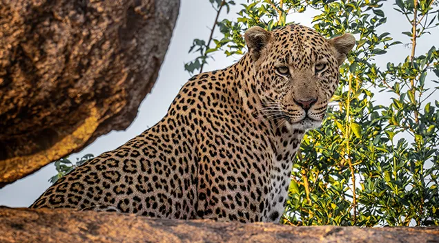 Tanzania Wildlife Safari