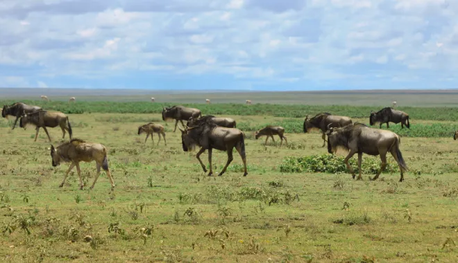 Infinite Wildlife Plains