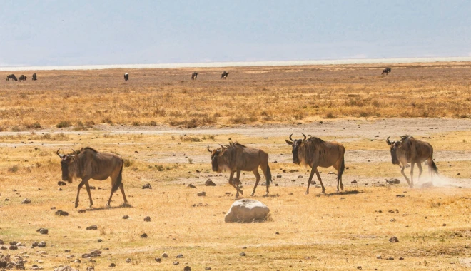 The Dusty Trek of the Migration