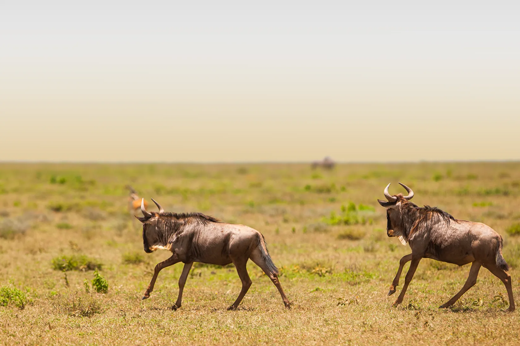 7 Days Migration Safari in Tanzania