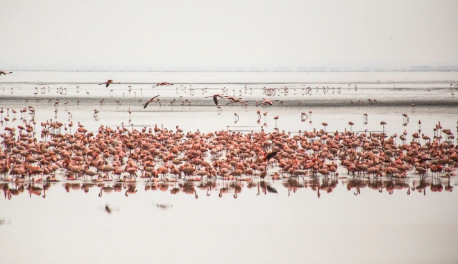 Flamingo Lakes