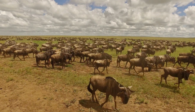 Great Migration