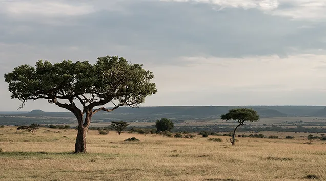 Tanzania Safari