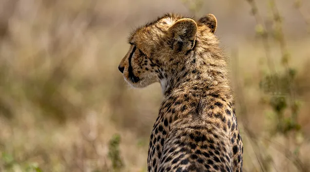 Taanzania Willife Attractions