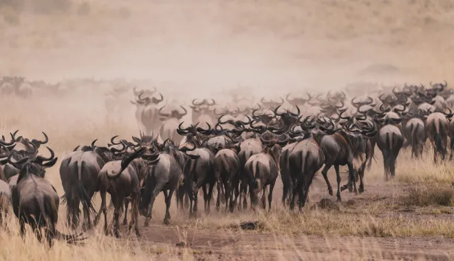 A Sea of Wildebeests