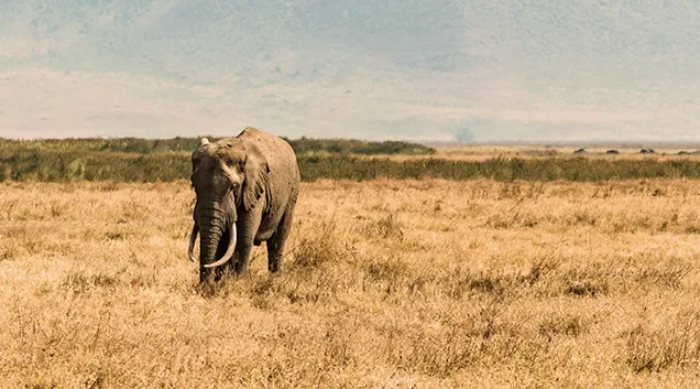 Tanzania Safari