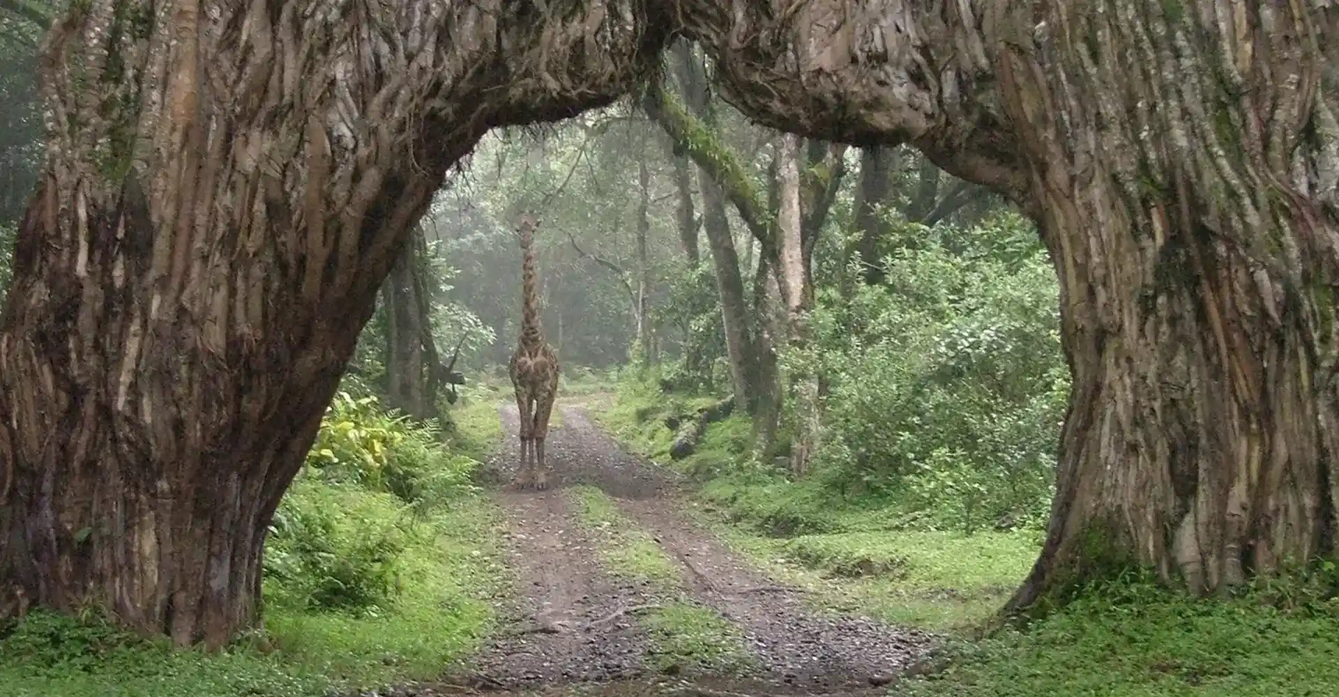 Arusha Famous Tree