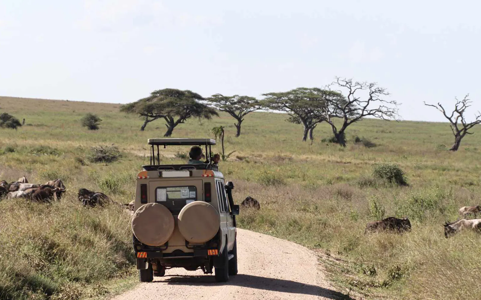 Game Drives