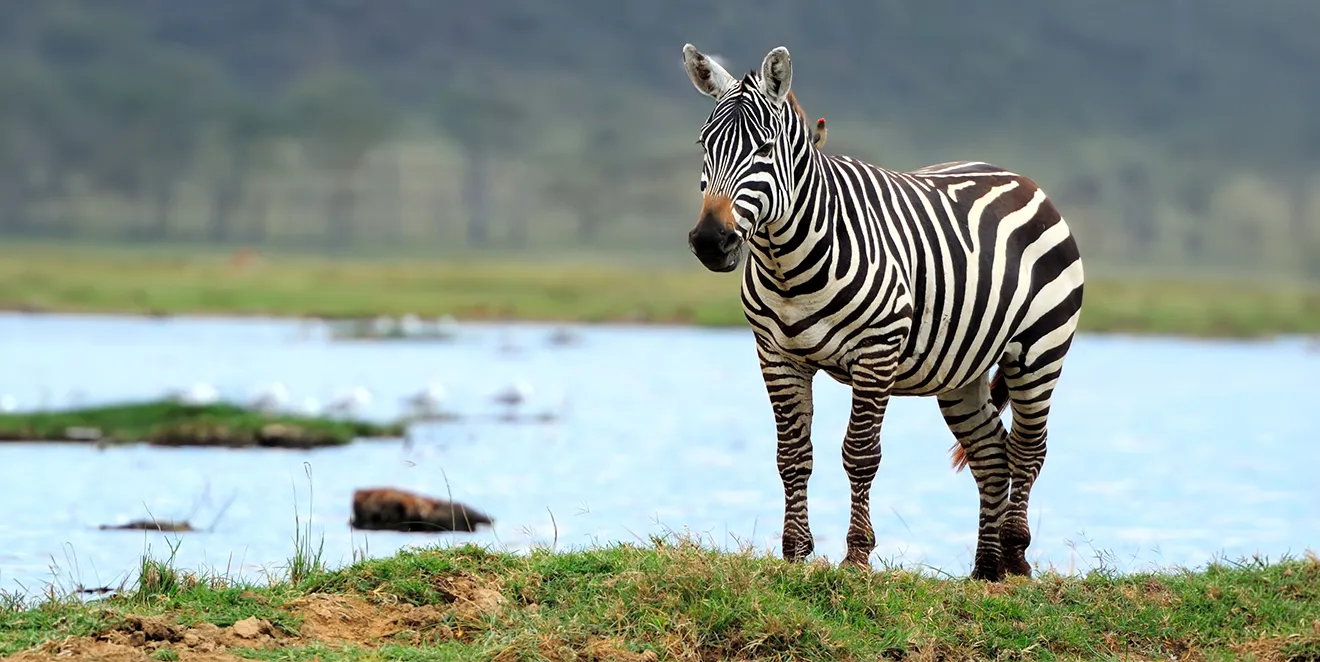 Safari Attractions