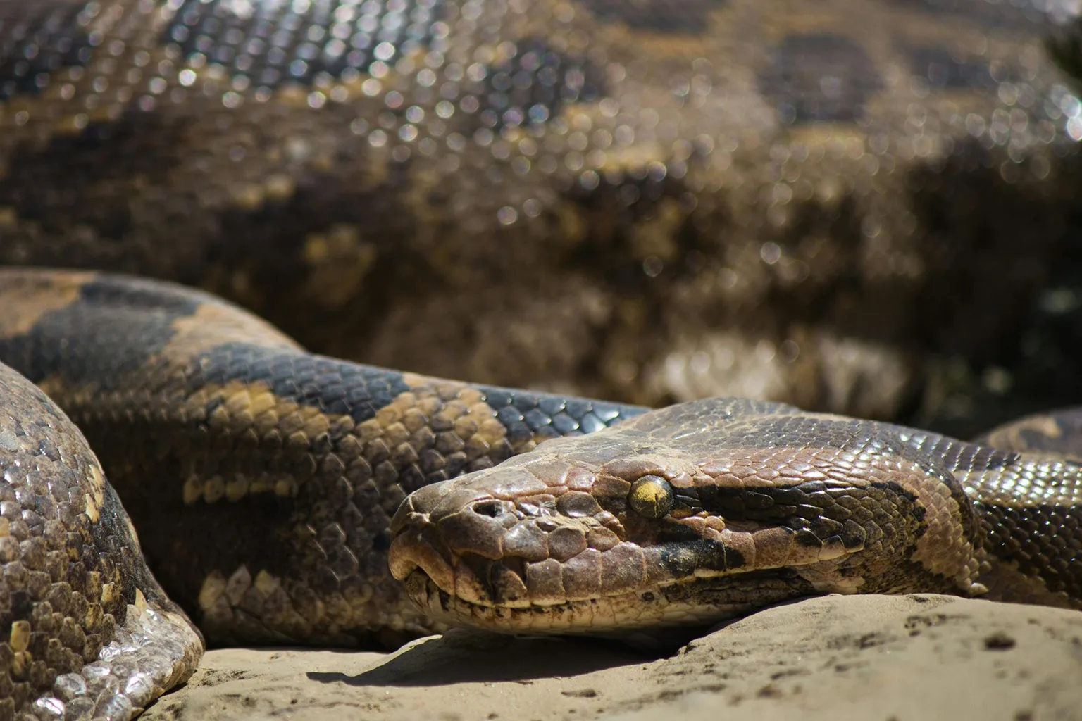 Arusha Snakes